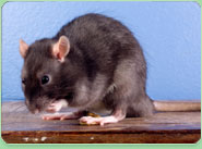rat control Frome