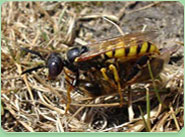 wasp control Frome