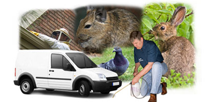 Frome local van
